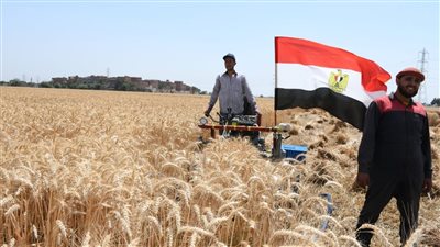 محافظ الفيوم يفتتح موسم حصاد القمح من مركز أطسا| صور 