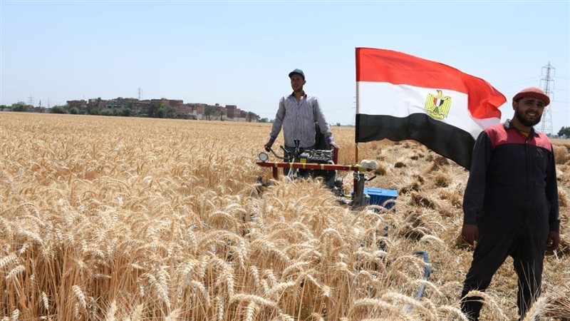 موسم حصاد القمح