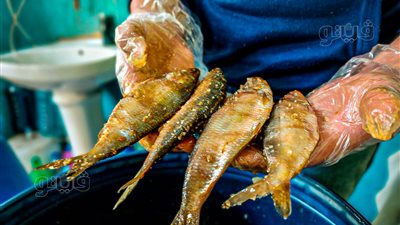 الفسيخ فيه سُم قاتل.. باحث بنيويورك: أعراض التسمم تظهر خلال 36 ساعة|فيديو