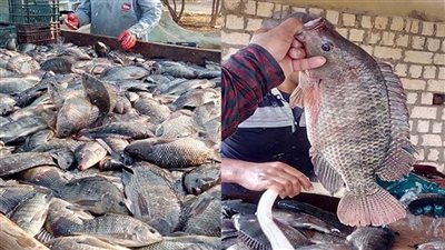  تعرف علي شروط إنشاء مزرعة سمكية في القانون الجديد