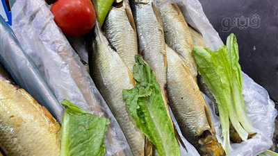 8 نصائح من القومي للبحوث لتلافي أضرار الأسماك المملحة في شم النسيم