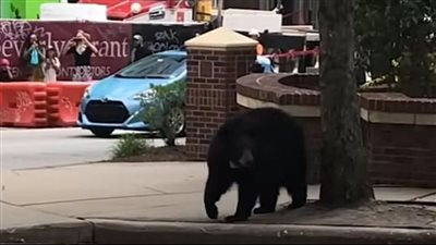 دب عملاق يتجول في شوارع مدينة أمريكية | فيديو
