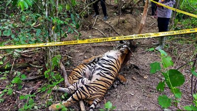 فخاخ الصيد تضرب فصيلا نادرا من النمور مهدد بالانقراض