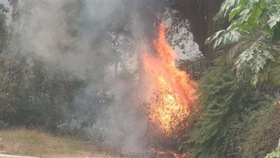 اللقطات الأولى لحريق حديقة الأورمان بالجيزة| فيديو