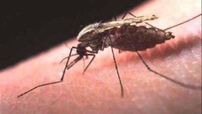 باحث: الملاريا تزيد عاما بعد عام بسبب الاحتباس الحراري 