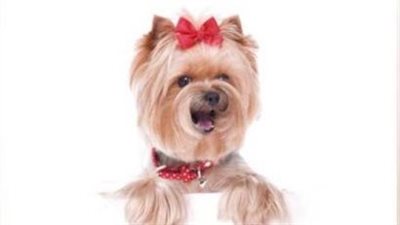 بسبب كلب.. خليجي يقطع يد شخص آخر 