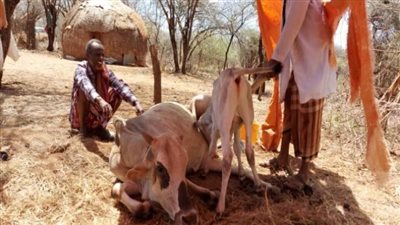 الأمم المتحدة: إثيوبيا تمر بأسوأ موسم جفاف منذ 40 عامًا