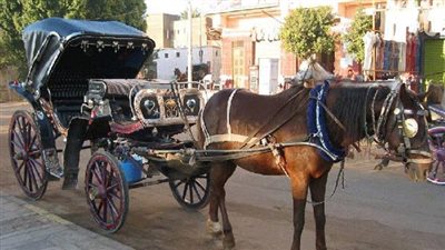 تفسير رؤية الحنطور في المنام وعلاقته بقدوم الخير وتحسن الأحوال