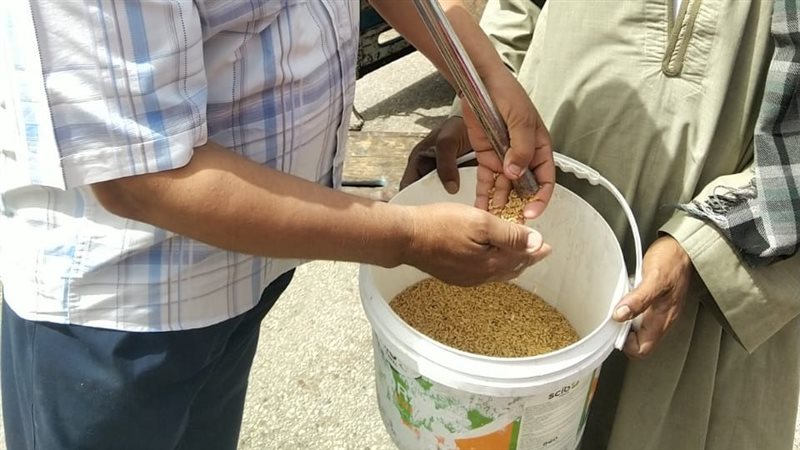 استلام القمح بأسيوط