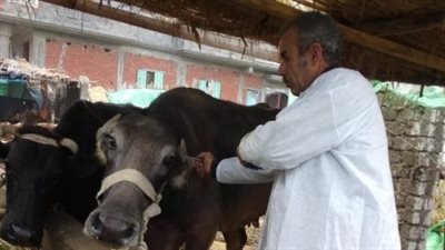 تحصين 48 ألف رأس ماشية ضد الحمى القلاعية في الأقصر 