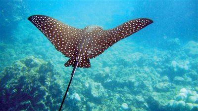 العثور على نوع جديد من سمك الشفتين اللساع في الخليج العربي