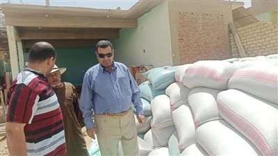 حصاد 50 ألف فدان قمح في الوادى الجديد