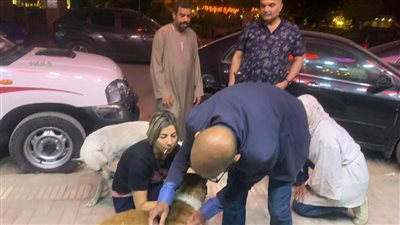 بدلًا من القتل.. تطعيم كلاب الشوارع ضد السعار بالدقي | صور