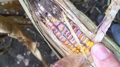 الذرة في خطر.. دراسة تتوقع مستقبل قاتم للمحصول بسبب المناخ