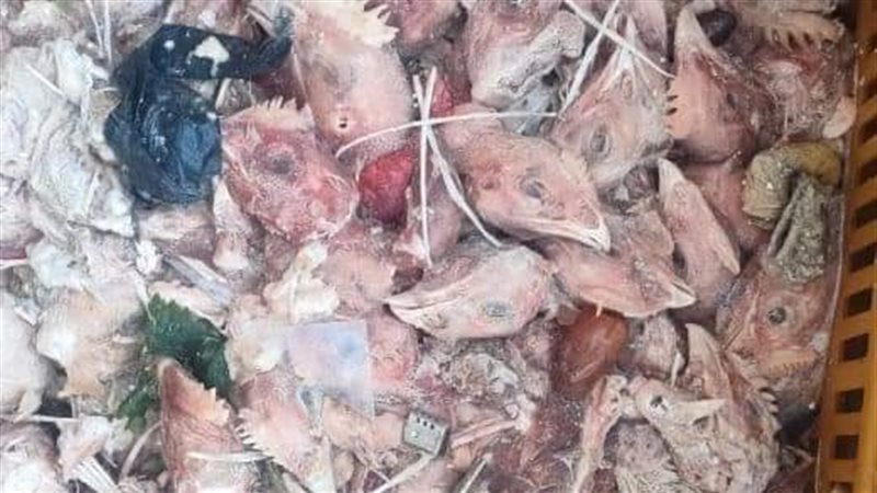 ضبط دواجن فاسدة في