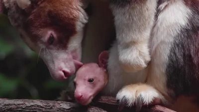 بحجم ظفر بشري.. حديقة حيوان أمريكية تعلن ولادة كنغر نادر