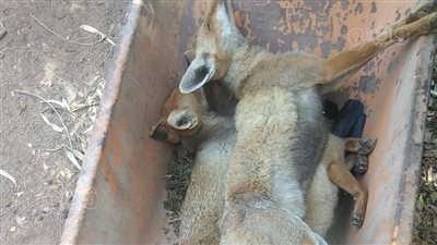 الثعالب تهاجم كفر الزيات.. والطب البيطرى يشن حملة للقضاء عليها 