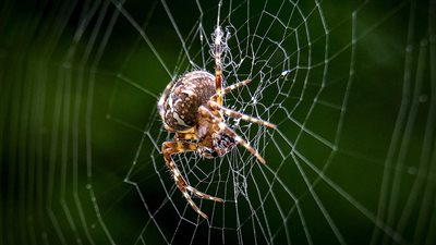 تفسير رؤية العنكبوت في المنام وعلاقتها بالزوجة الناشز غير المطيعة 