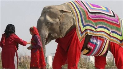 مملكة الحيوان.. قطيع من الأفيال يتبنى سيدة بالغة في تايلند | فيديو