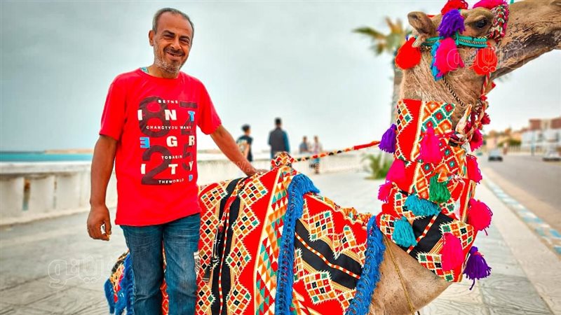 انتشار الجمال والخيول
