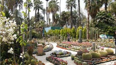 الزراعة: تحالف تطوير حديقة الأورمان ينتهي من تقليم 3000 شجرة بمعدات حديثة