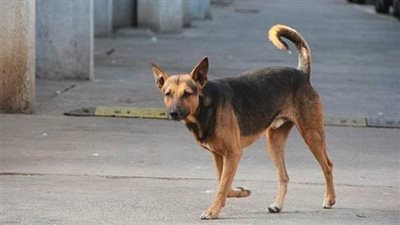 مصرع طفل بسبب عضة كلب في المنوفية