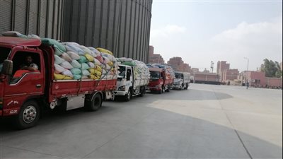 صوامع المنوفية تستقبل 13 ألف طن قمح