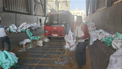 1500 طن بصومعة بنها.. إقبال شديد من مزارعي القليوبية على توريد القمح