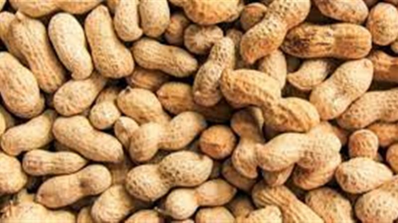 فول سوداني