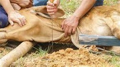 تفسير رؤية الذبح في المنام وعلاقتها بالخير والصلاح والغنى 