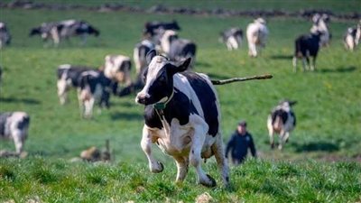 الأبقار فاقت تعداد السكان.. اللحوم لا تجد من يشتريها فى الأرجنتين