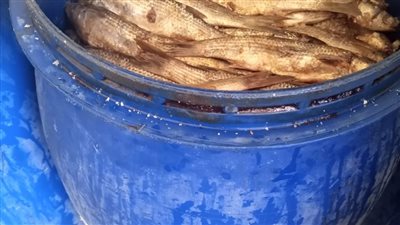  ضبط فسيخ ورنجة منتهية الصلاحية وتشميع محلات مخالفة في حملة مكبرة بالجيزة | فيديو