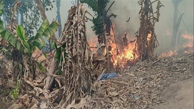 حريق بمزرعة موز على مساحة 17 فدانا بالقناطر الخيرية | صور