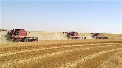 توريد 111 ألف طن قمح من مزارع الوادى الجديد