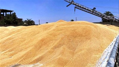 محافظ أسوان: توريد 43 ألف طن قمح حتى الآن | صور