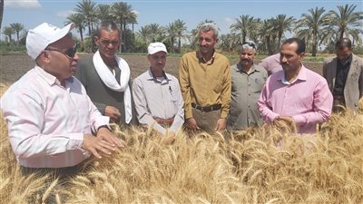 الزراعة تتابع حصاد القمح في المحافظات وتستهدف توريد 6 ملايين طن 