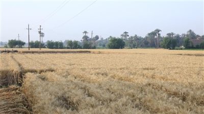 توريد 3717 طن قمح للشون والصوامع بسوهاج