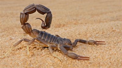 تفسير رؤية العقرب في المنام وعلاقته بالغيبة والنميمة والكراهية