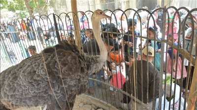 الأسد والشمبانزي والراكون يجذبون زوار حديقة الحيوان | فيديو وصور 