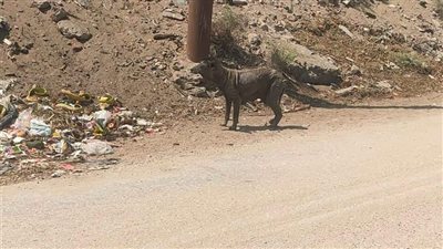 دكتور بجامعة قناة السويس يكشف حقيقة ظهور حيوان غريب بالإسماعيلية | صور