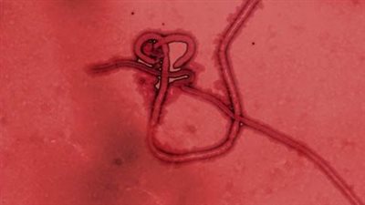 بسبب الحمى النزفية.. وفاة 8 عراقيين وإصابة 40 آخرين