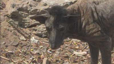 أرعب الأهالي.. قصة العثور على حيوان غريب بالإسماعيلية وتحذيرات من الاقتراب منه | فيديو
