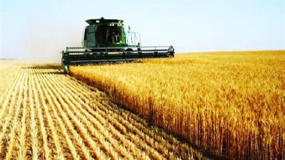 الزراعة: إنتاجية القمح ارتفعت من 12 إلى 20 إردبا للفدان الواحد | فيديو