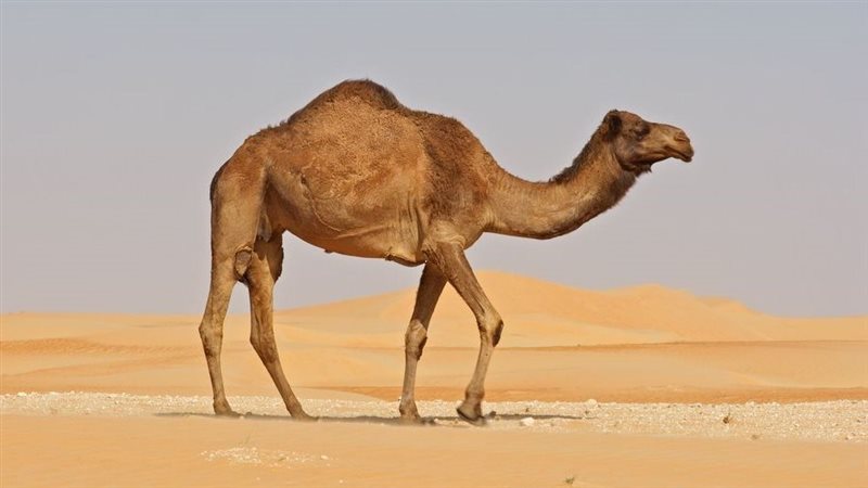 تفسير حلم الجمل فى