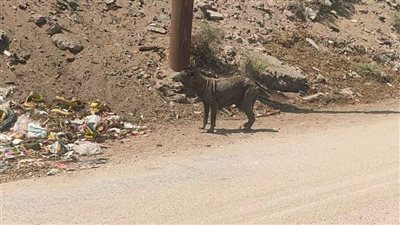 فريق من الرفق بالحيوان يتولى رعاية كلب الإسماعيلية الأجرب | صور