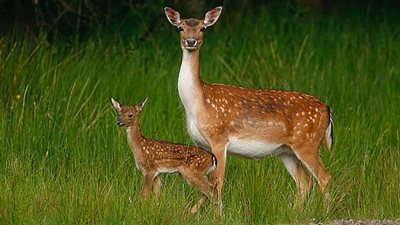 تفسير رؤية الغزالة في المنام وعلاقتها بفراق الحبيبين