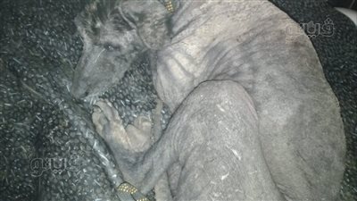 مرض الجرب..كلب الإسماعيلية يخضع للعلاج بإحدى شلاتر الرفق بالحيوان| فيديو وصور 