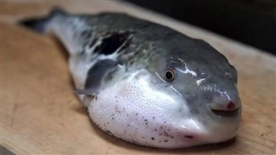 أعراض التسمم بسمكة القراض