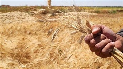 بالأرقام.. القمح المورد بالجيزة وأسماء صوامع التوريد | صورة