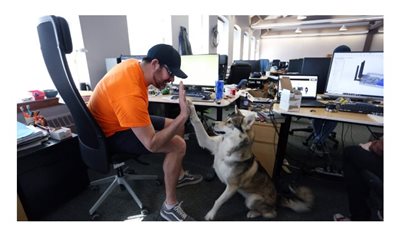 كلاب ترافق أصحابها إلى مكاتبهم في كندا 